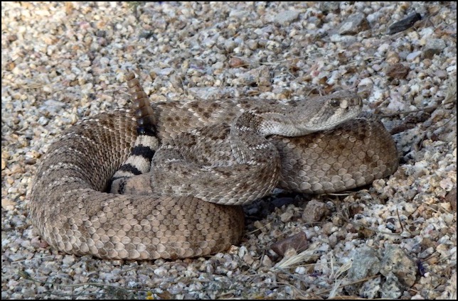 Rattlesnake coiled on gravel